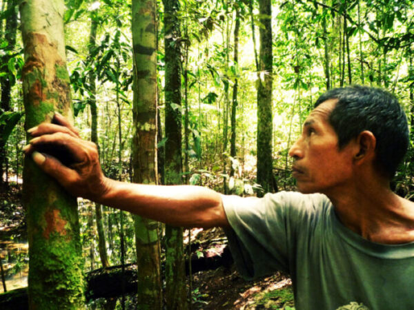 Amazonia Ecotourism-native man-tree-forest