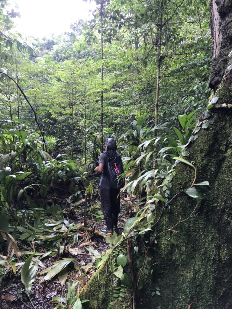 researcher in the forest at xixuau